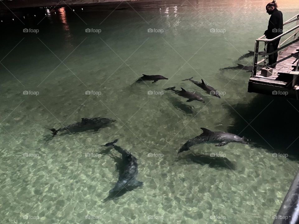 Dolphins feeding 
