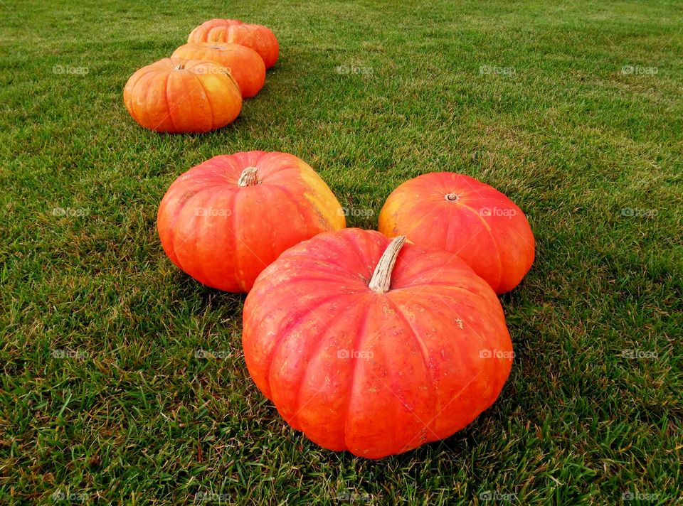 pumpkin time,  autumn season