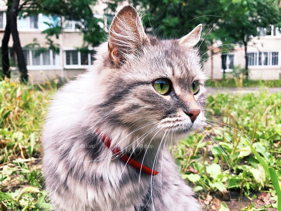 Cute cat with green eyes outdoor 