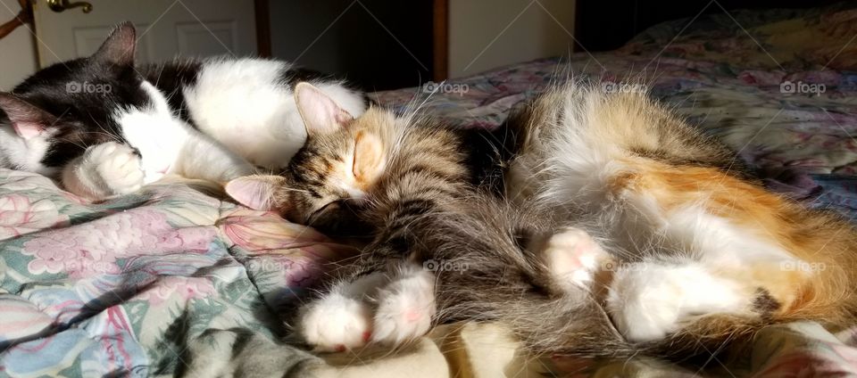 Sleeping cats