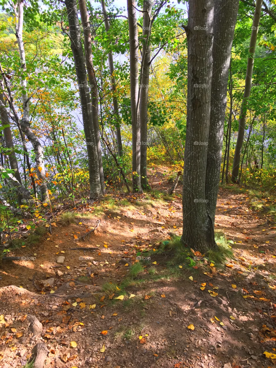 Tree path