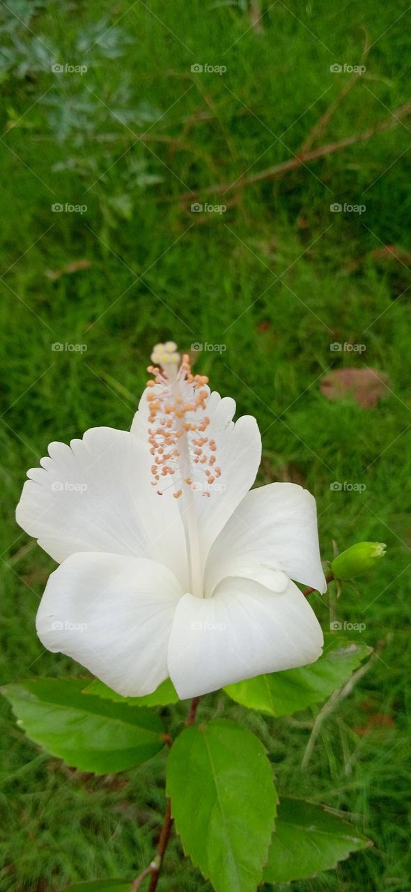 White hibiscus flower, it is a genus of flowering plant in the mallow family malvaceae, native to warm temperature, photo shoot at tue, 2 may, 2023, 10:08 am.