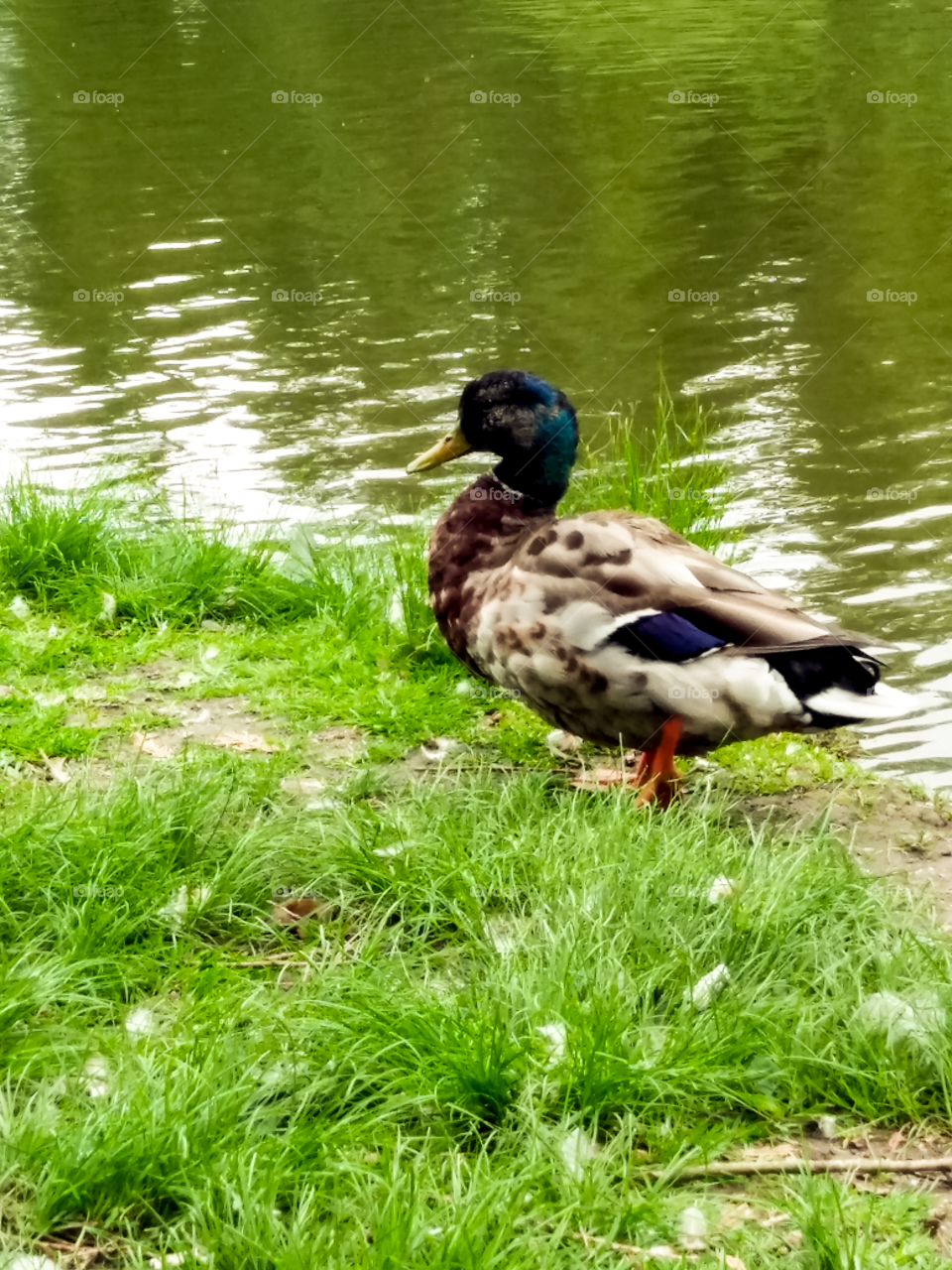 Relaxing Duck