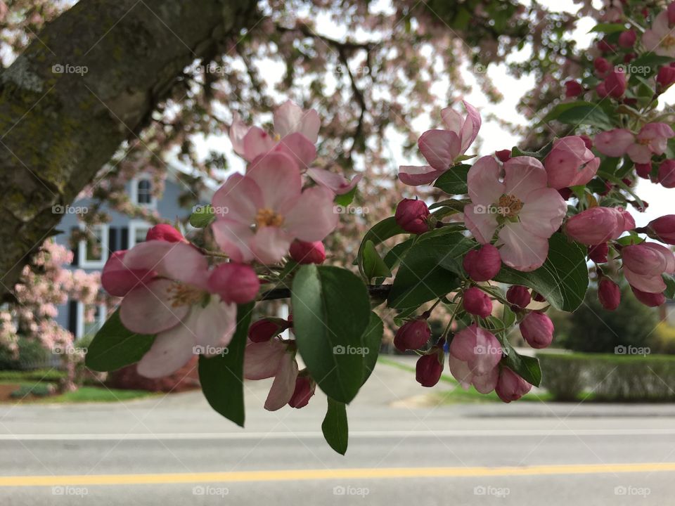 Blossoms in CT in early May