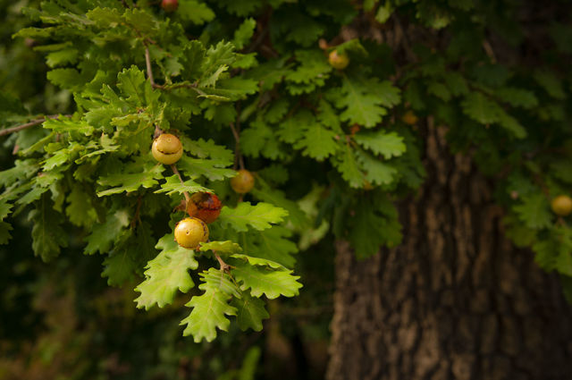 Acorn