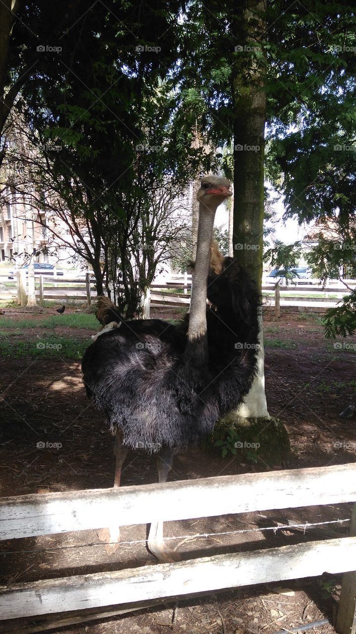 Pose do Avestruz