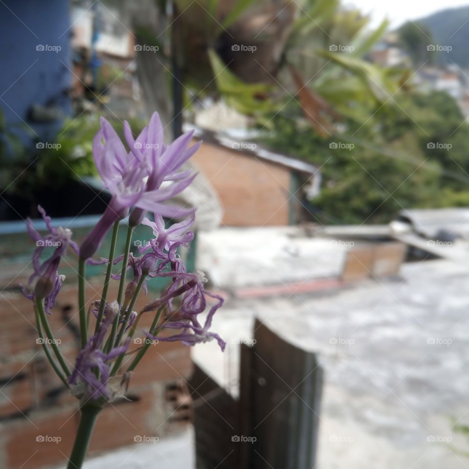 Purple/Lavender flower in a pot. Home pic... Neighborhood is on background.