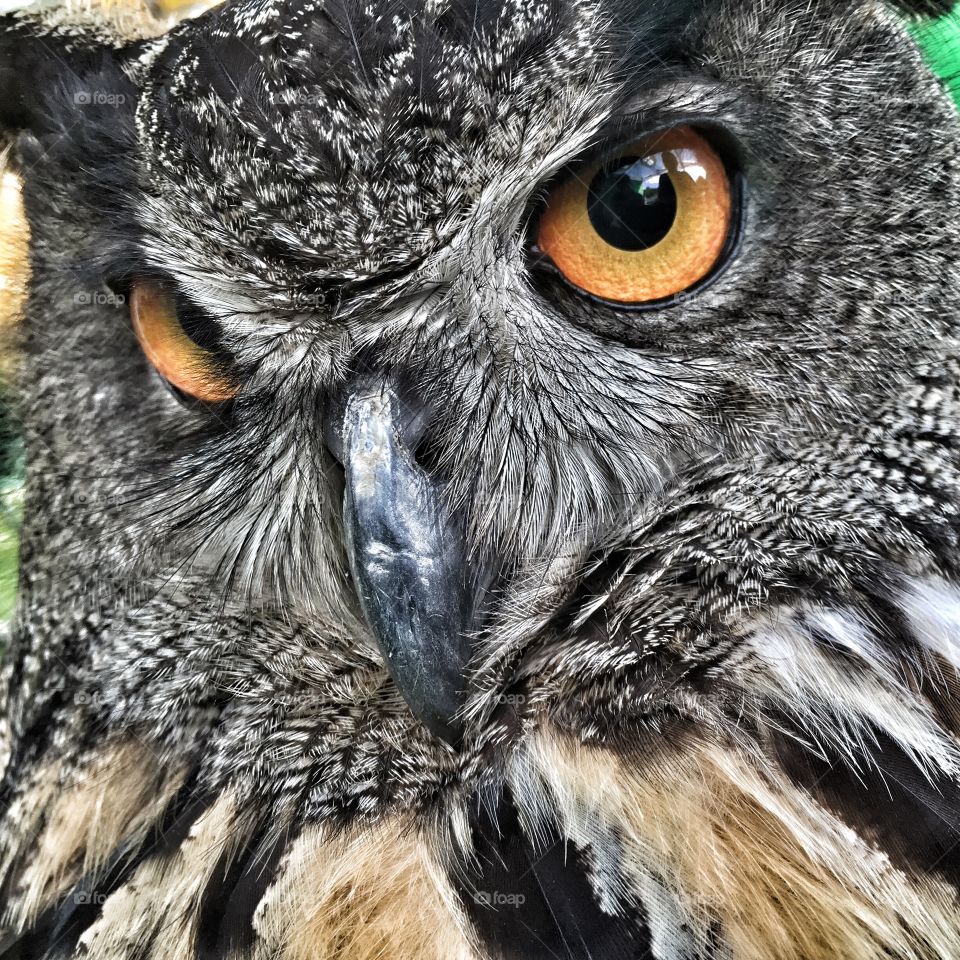 Close up of owl