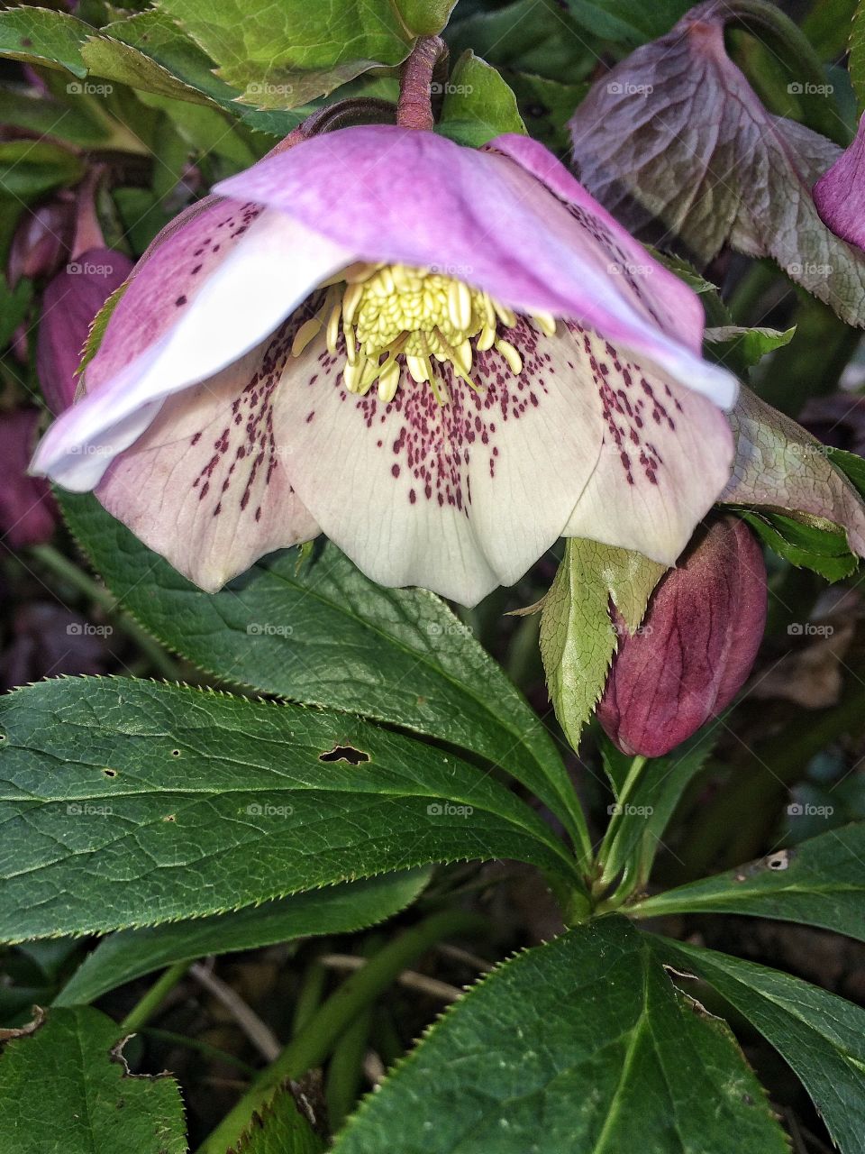 Christmas Rose