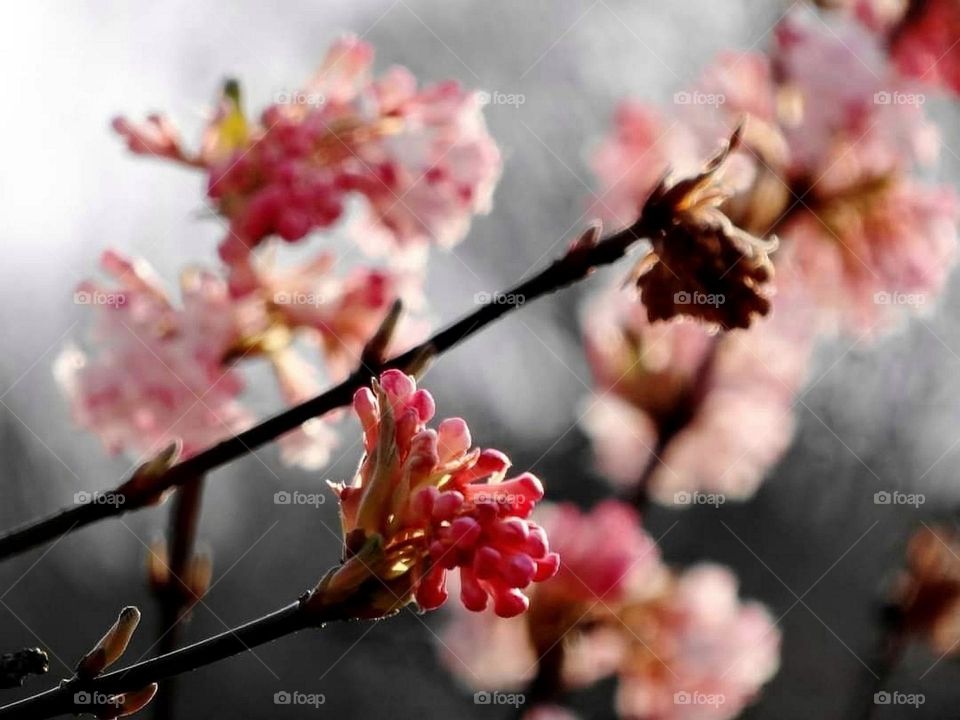 Pink blossoms