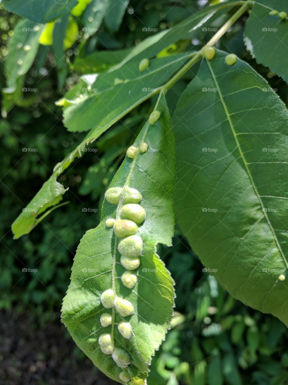 eggs leaves