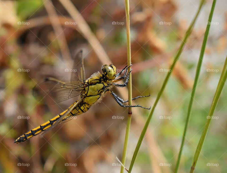 dragonfly