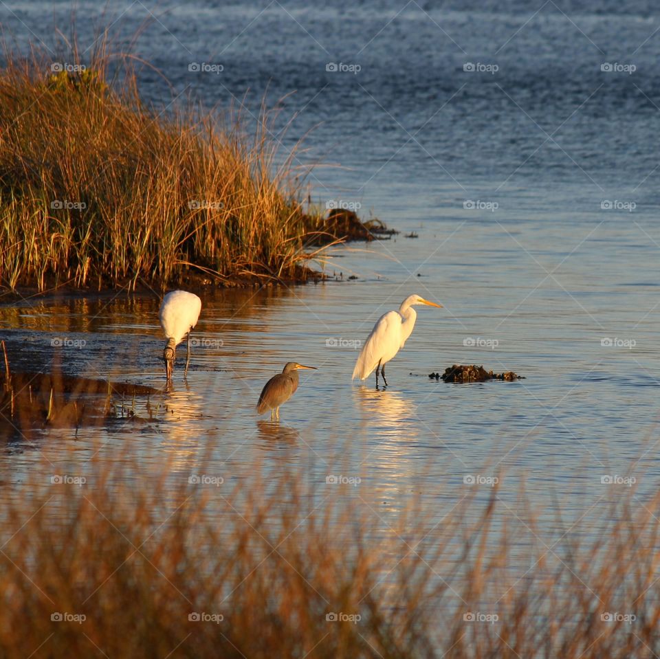 Fishing at dusk