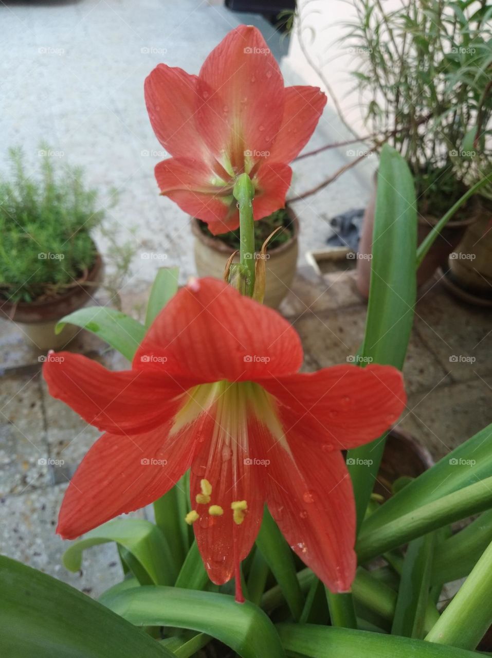 red Lilly striped Barbados flower pink colour looks very beautiful generally found everywhere fresh seasonal