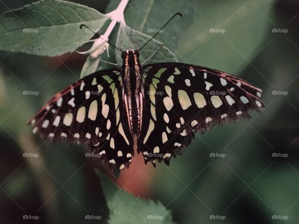 Butterfly at Magic Wings