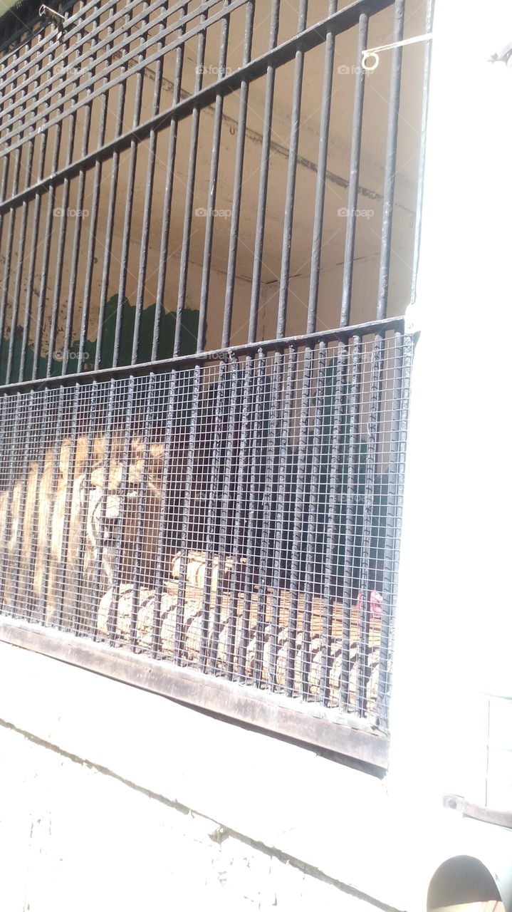 Leningrad zoo. Lion.