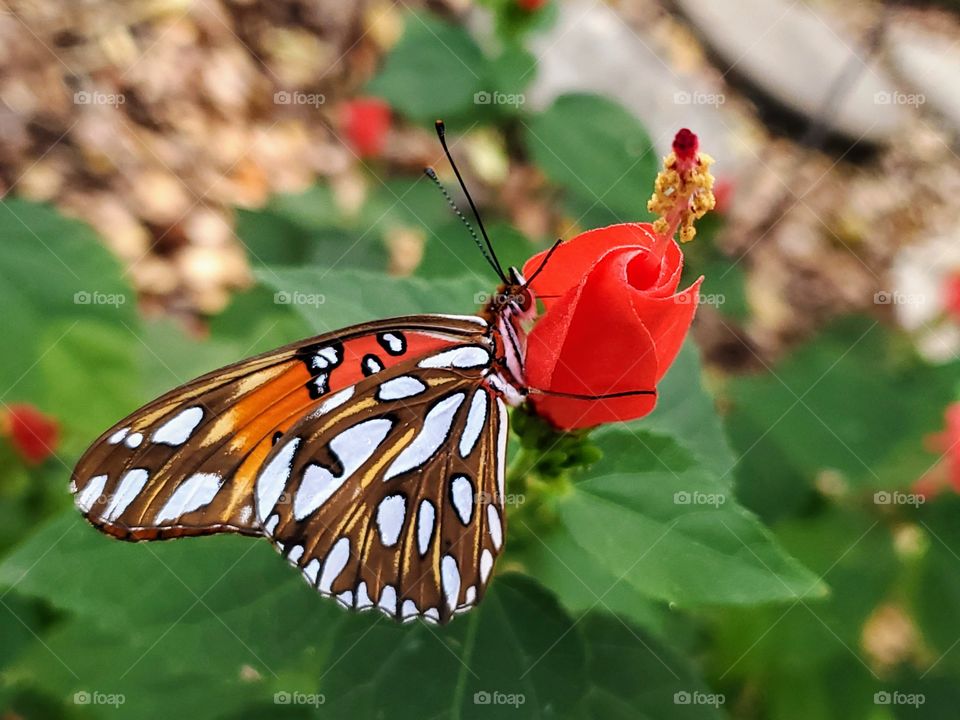 The Gulf Fritillary (Agraulis vanillae) obtaining nectar from a red Turks cap flower (Malvaviscus arboreus var. drummondii)