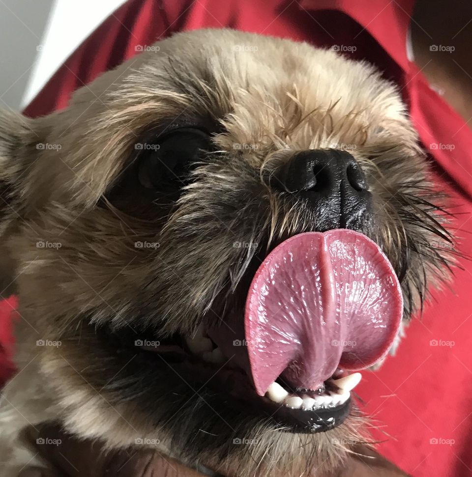 shih tzu dog tongue