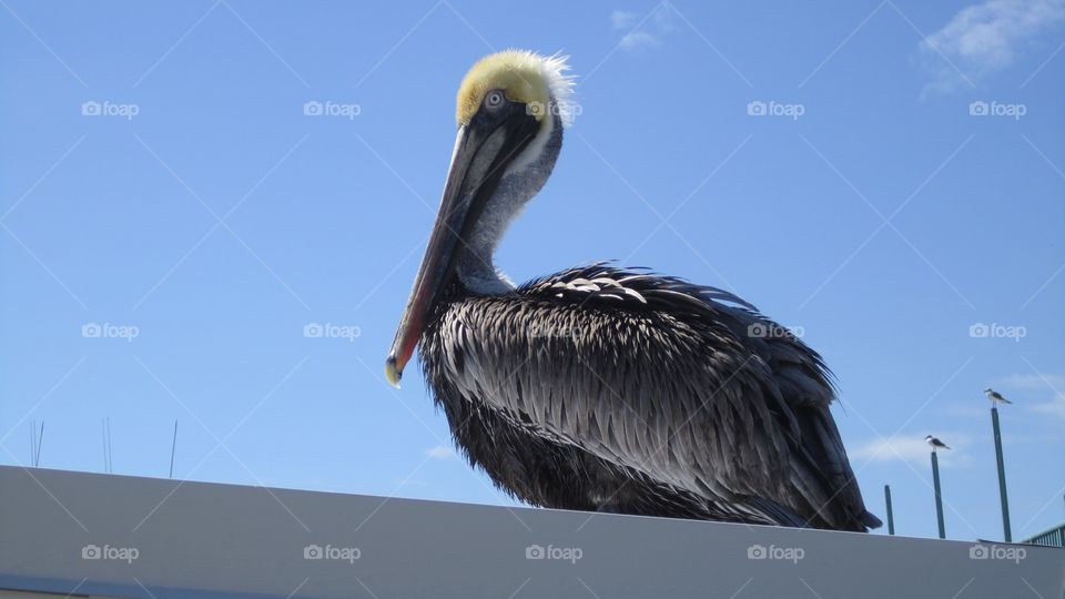 Close-up of pelican bird