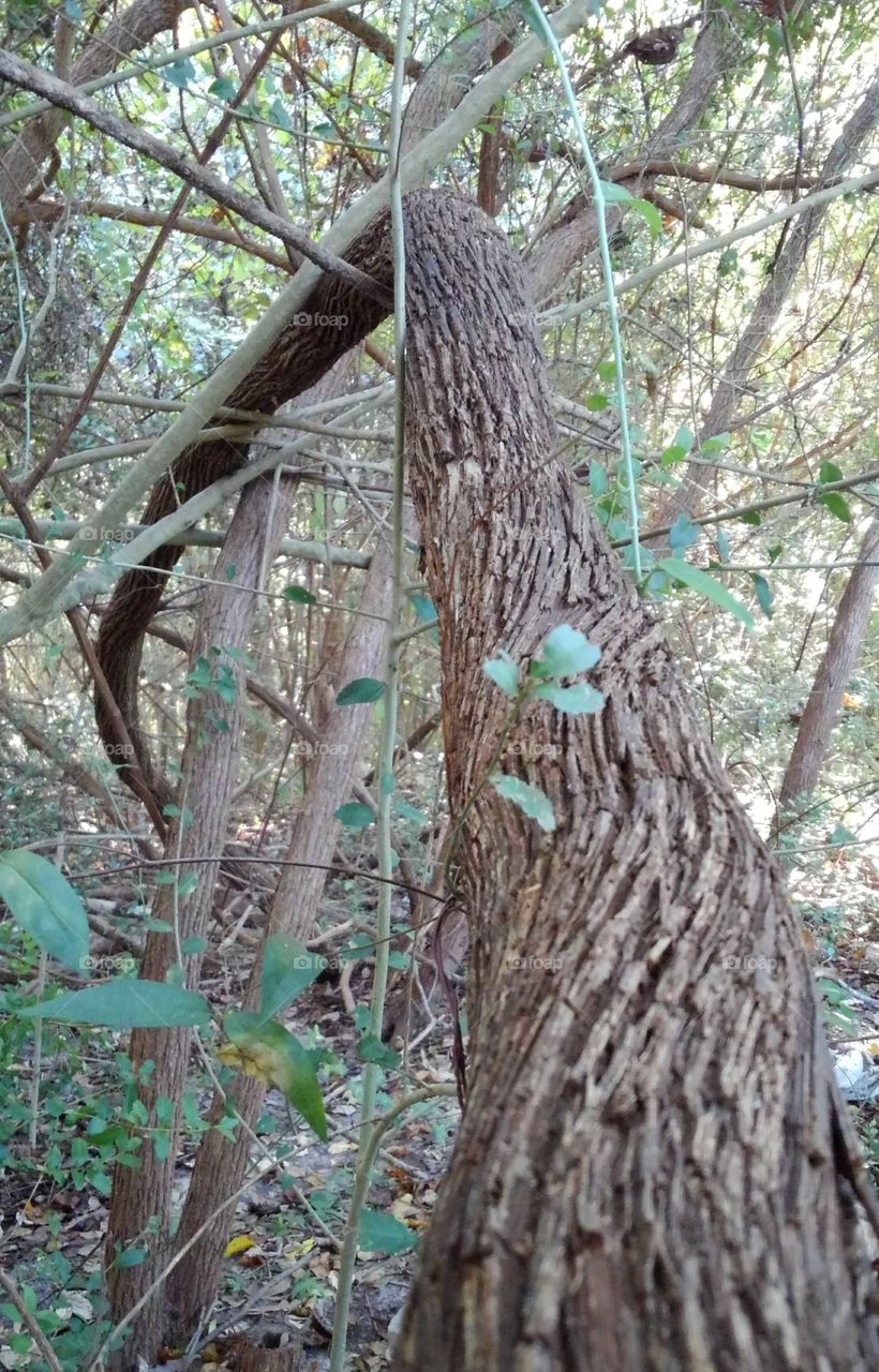 through the grapevine