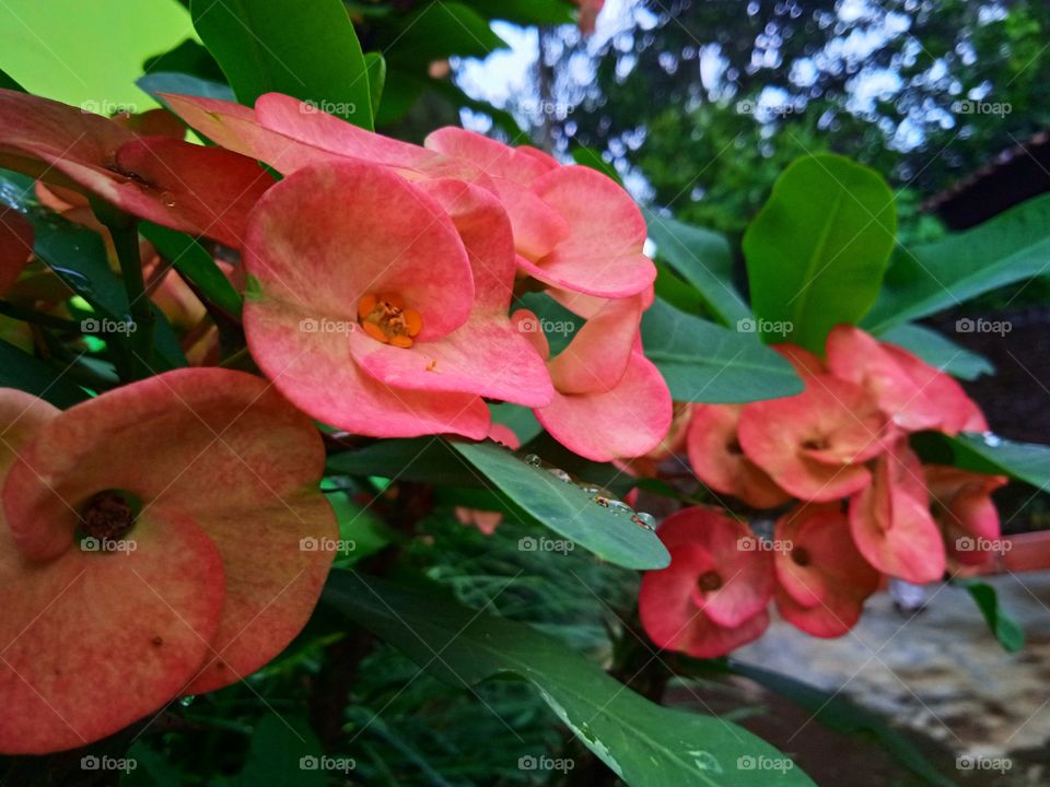 Still beautiful even though full of thorns