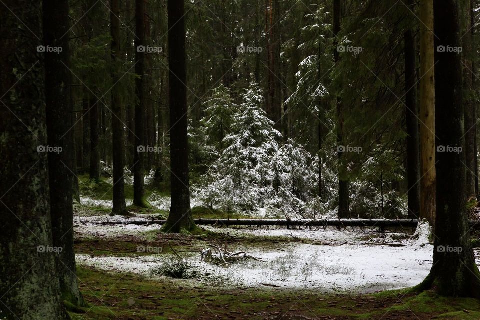 Deep in the old dark forest fir trees and the moss covered ground is partly covered with fresh snow 