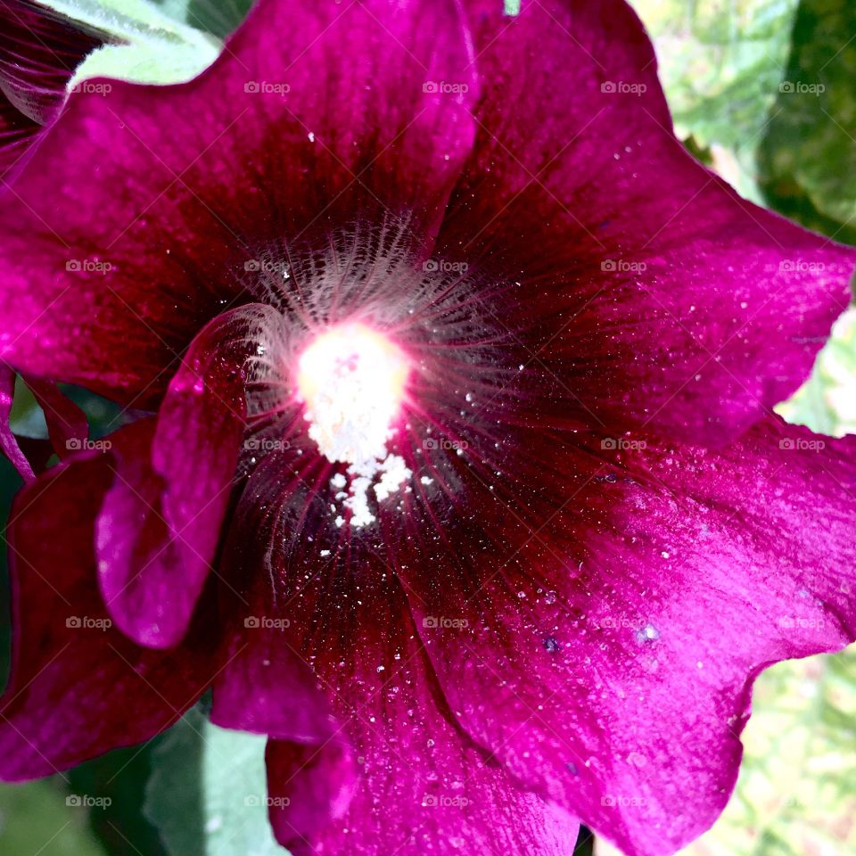 Flower nectar