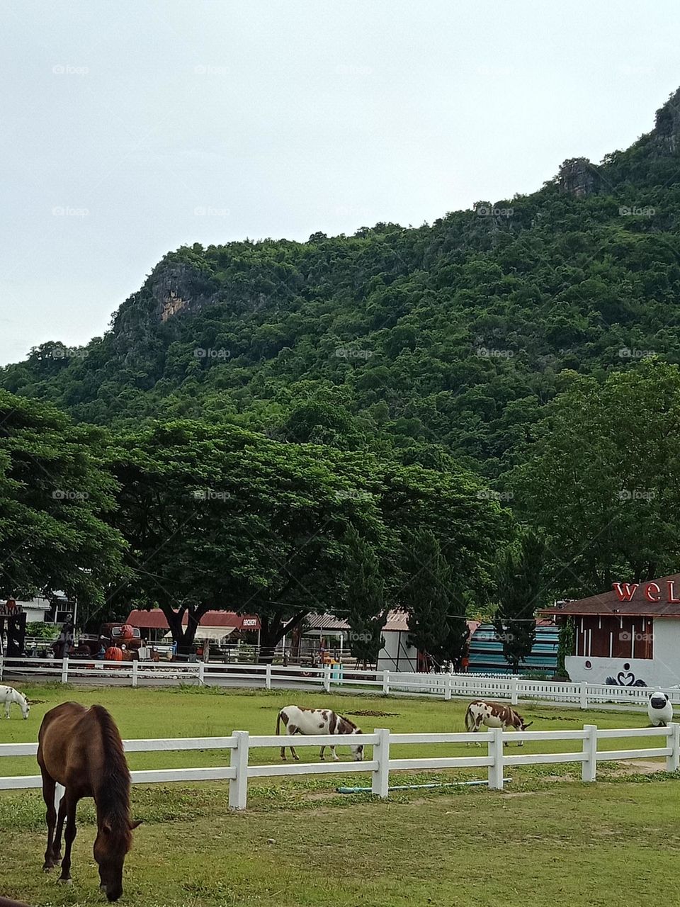 Visit morning farm