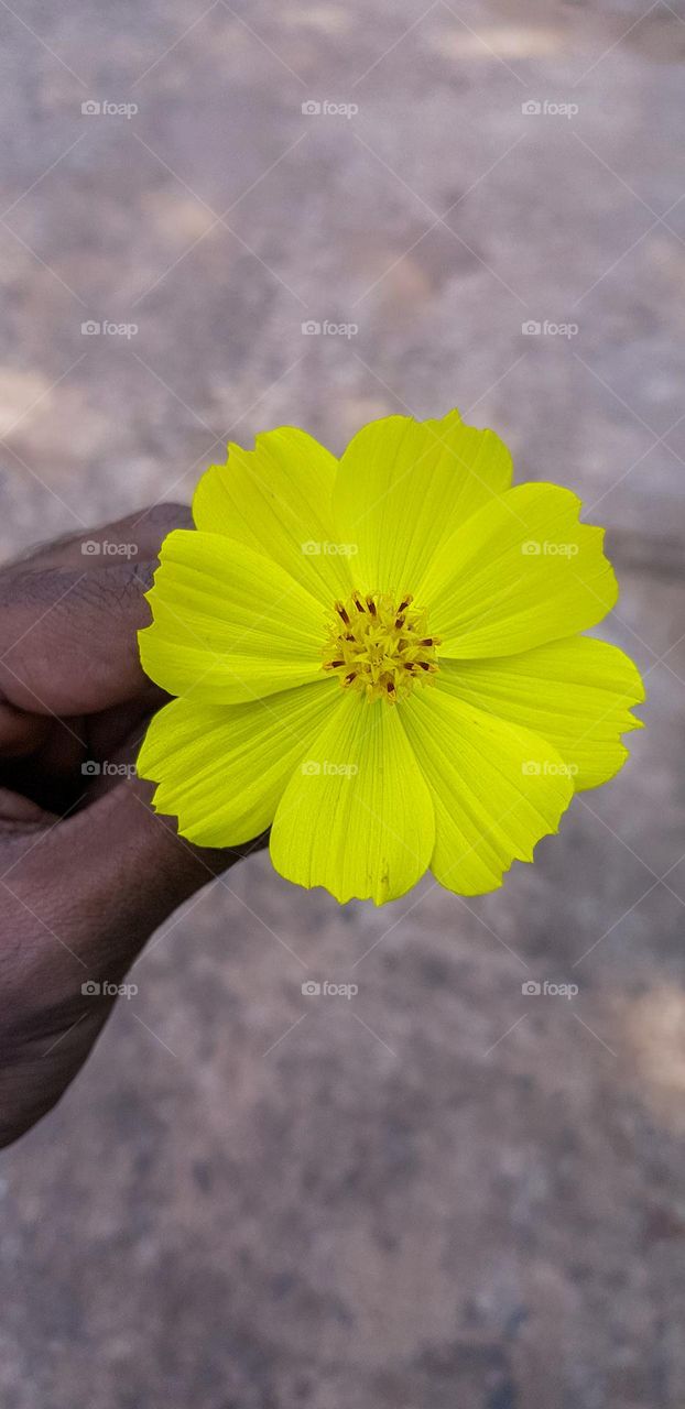 yellow flower