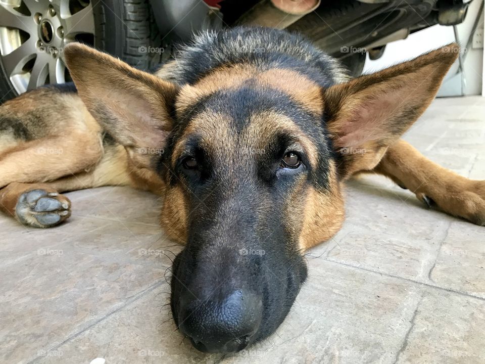 Young dog gets bored in Thailand 