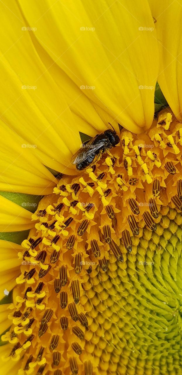 insect sunflower