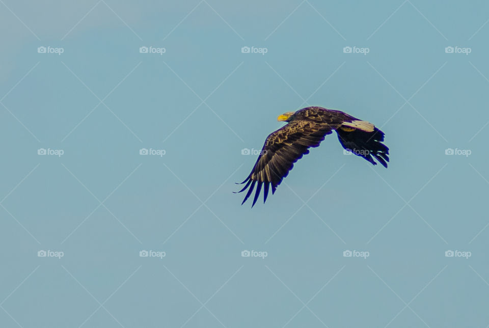 Seaeagle in flight