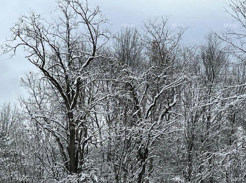 Blanket of snow on trees