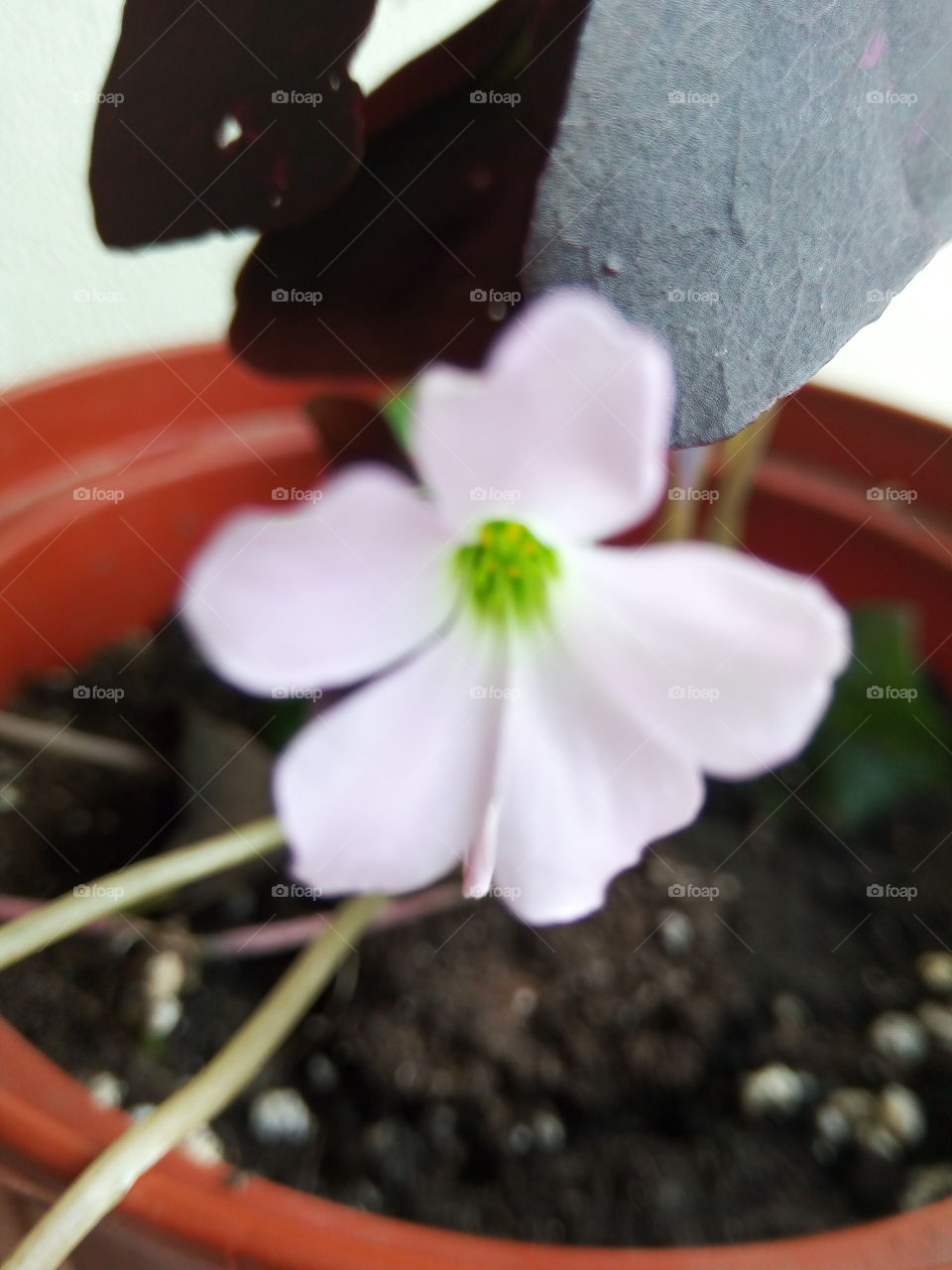 Flower, Nature, No Person, Flora, Leaf