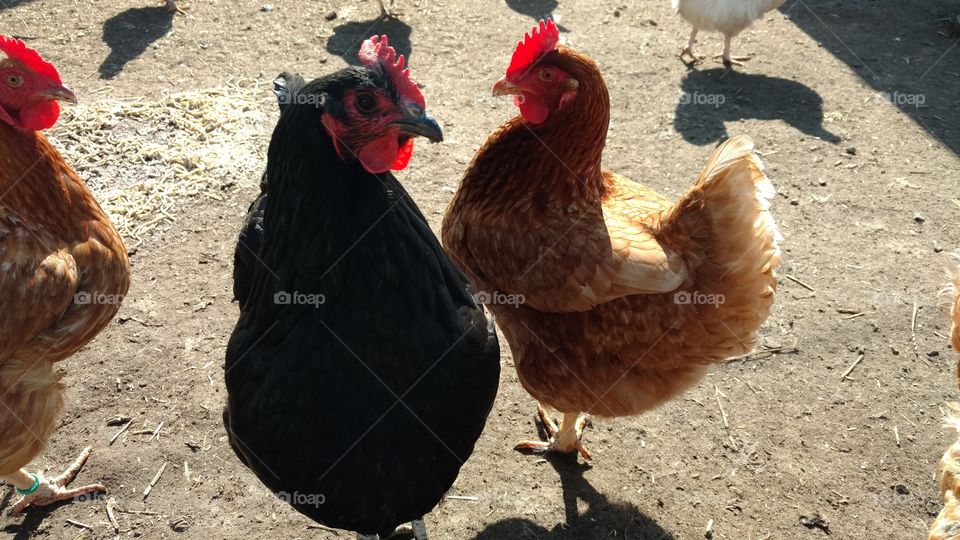 Friendly chickens
