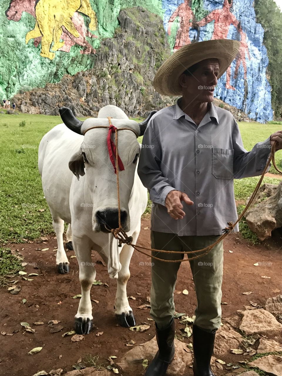 Bulls in Cuba