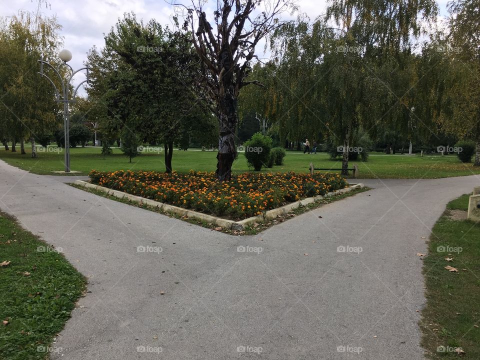 Desire path