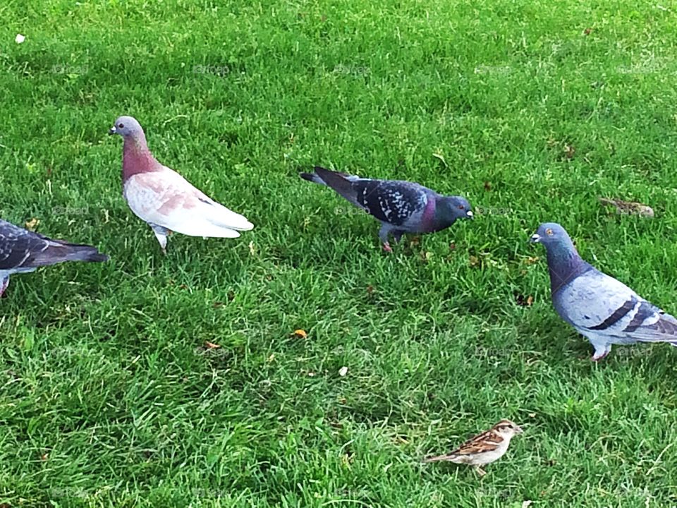 Minimalist snaps 
Pigeons and sparrow in grass 