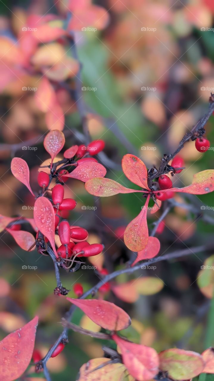 barberry in autumn