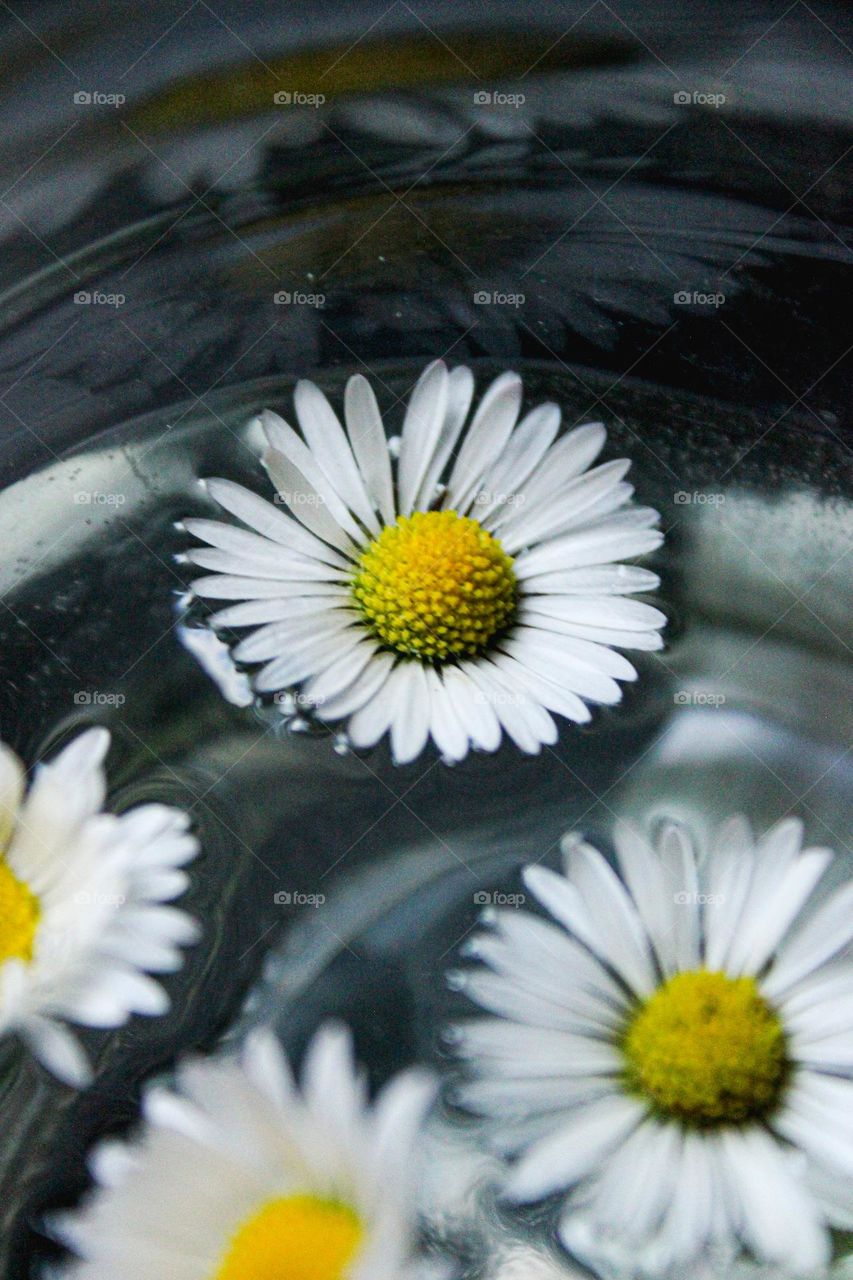 Daisy floating on water