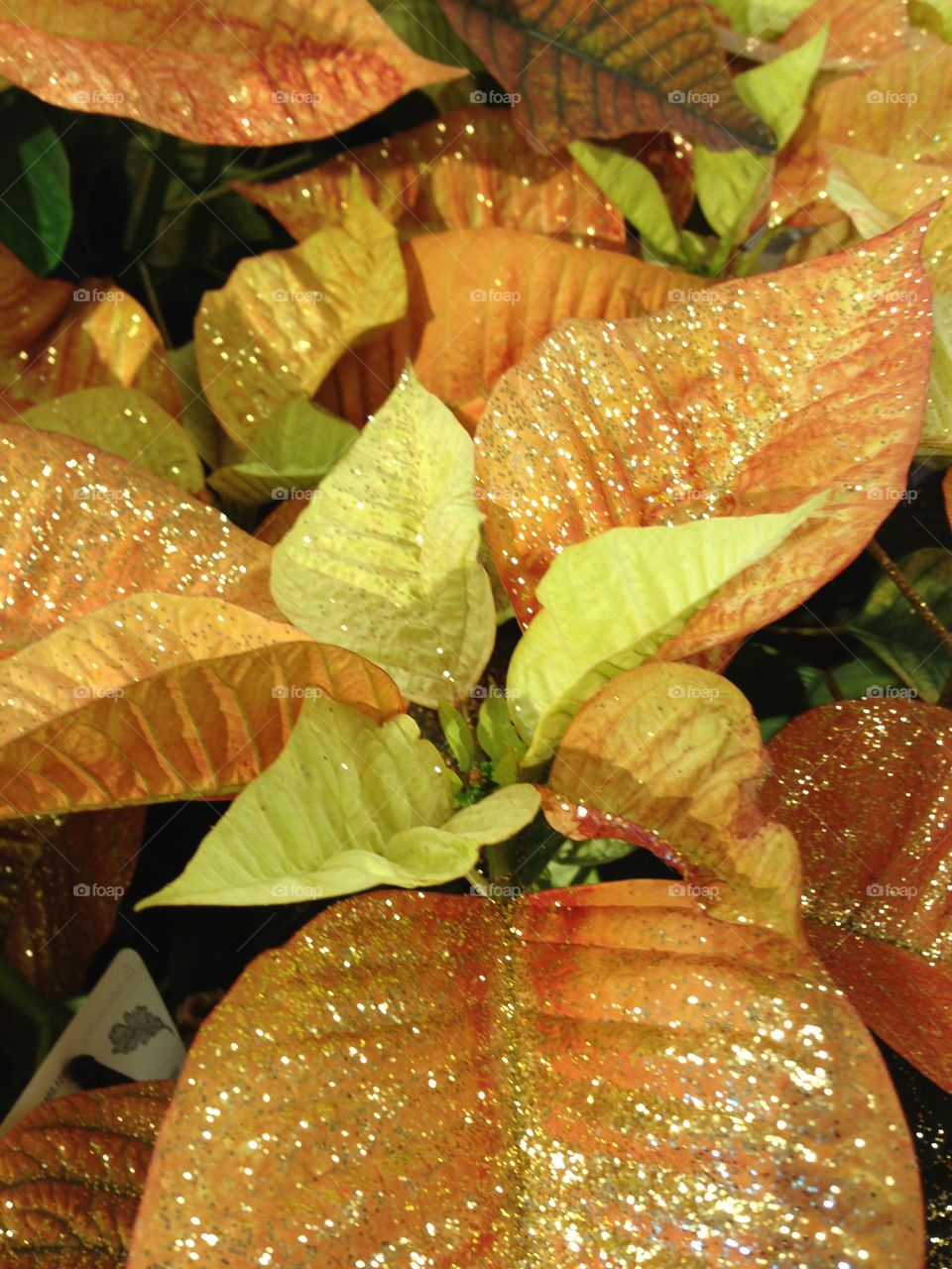 glitter poinsettia