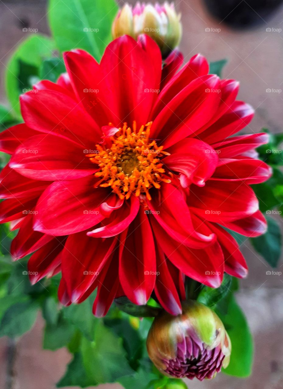 Red daisy,floral,garden,plant,blossom,spring,nature,landscape,colorful,botany,colorful,season,romance,love,flower,petal,red,reflection