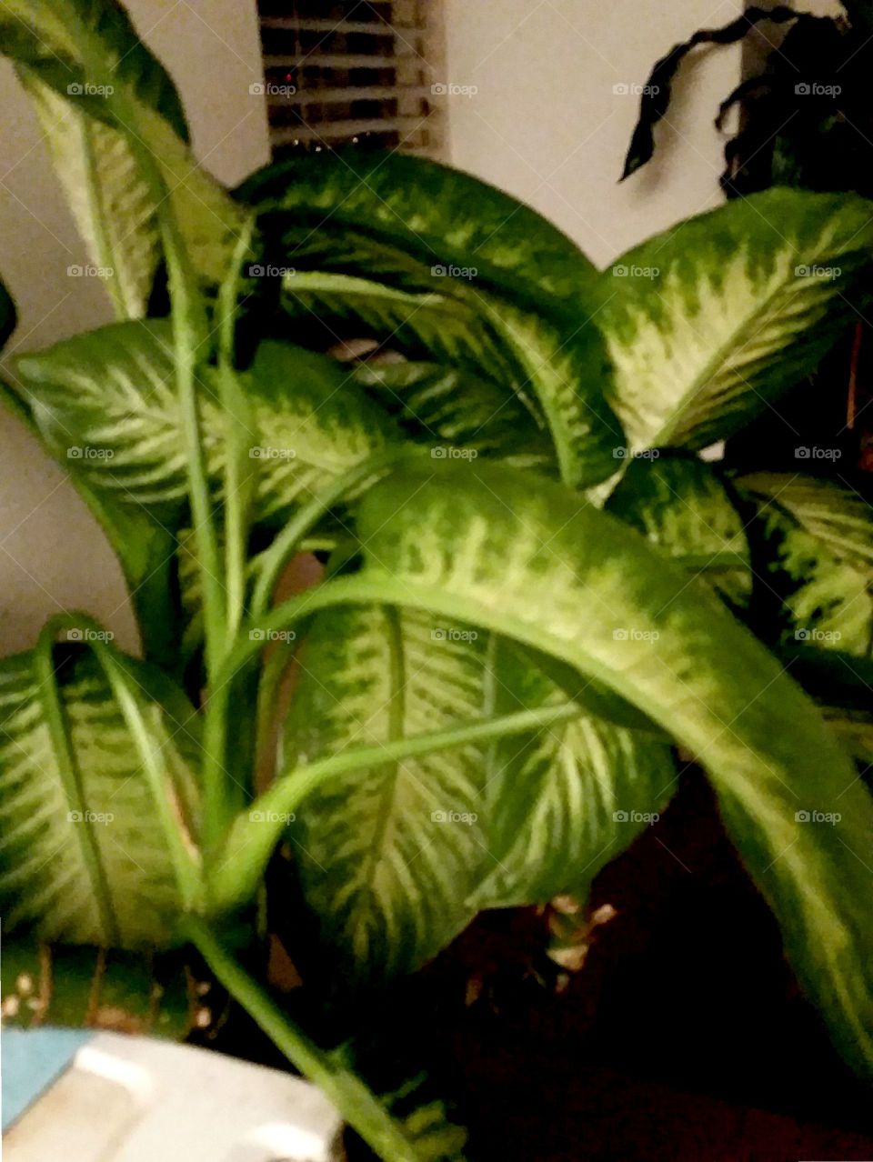 Leaf, No Person, Flora, Food, Nature