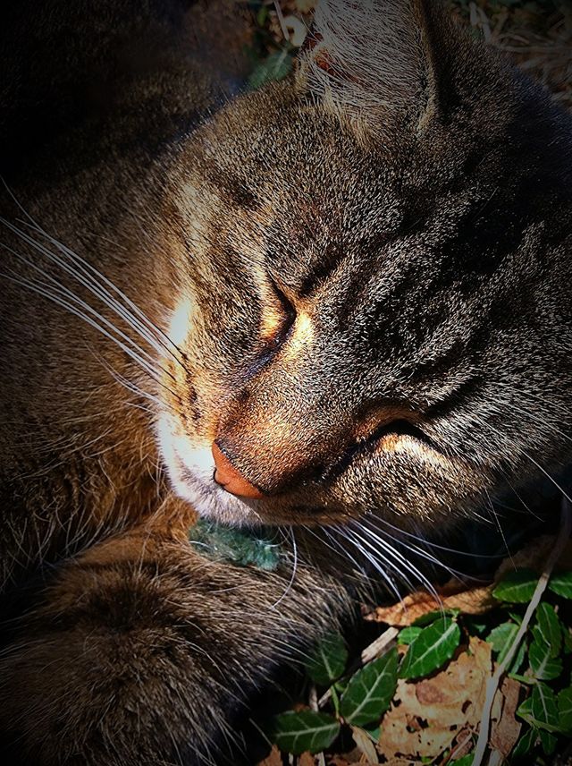Sleeping Cat