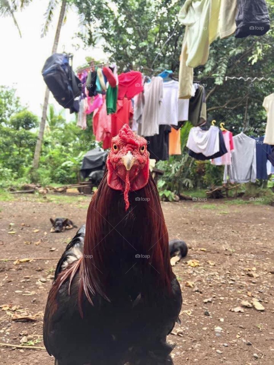 Roaster under the hanging clothes line