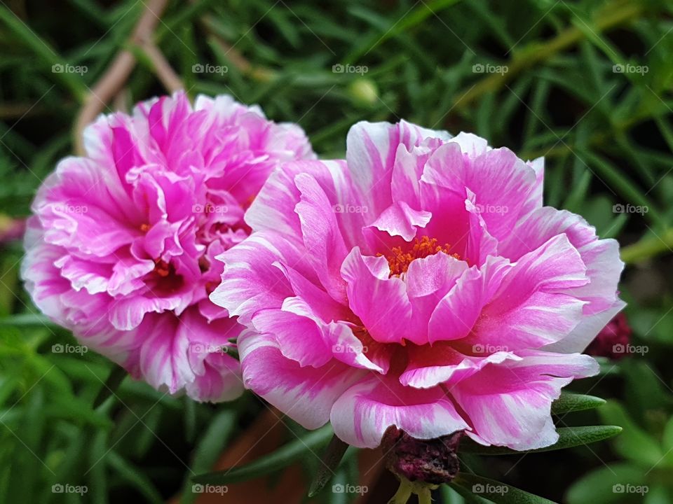 my beautiful Portulaca grandiflora