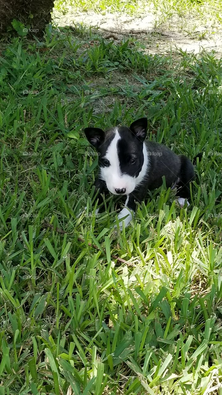 Here's a cute puppy picture,  bull terrier puppies are cuties