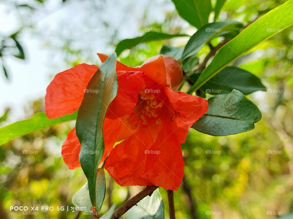 fully fresh red pomegranate