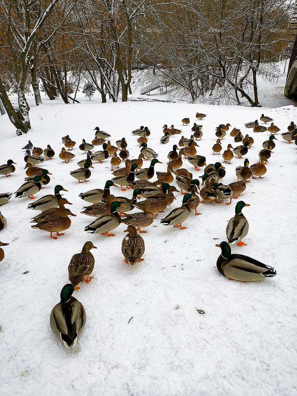 Flock of ducks on rest in the snow
