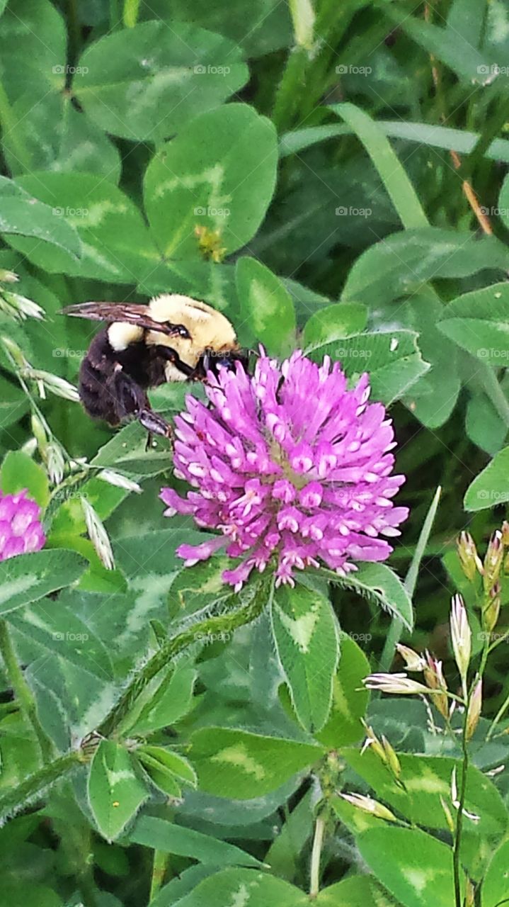 Bee On Clover. Red clover